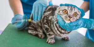 A cat being injected by a veterinarian.