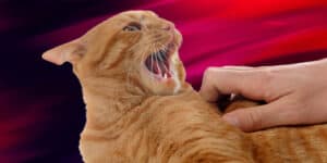 A person is holding a cat with its mouth open.