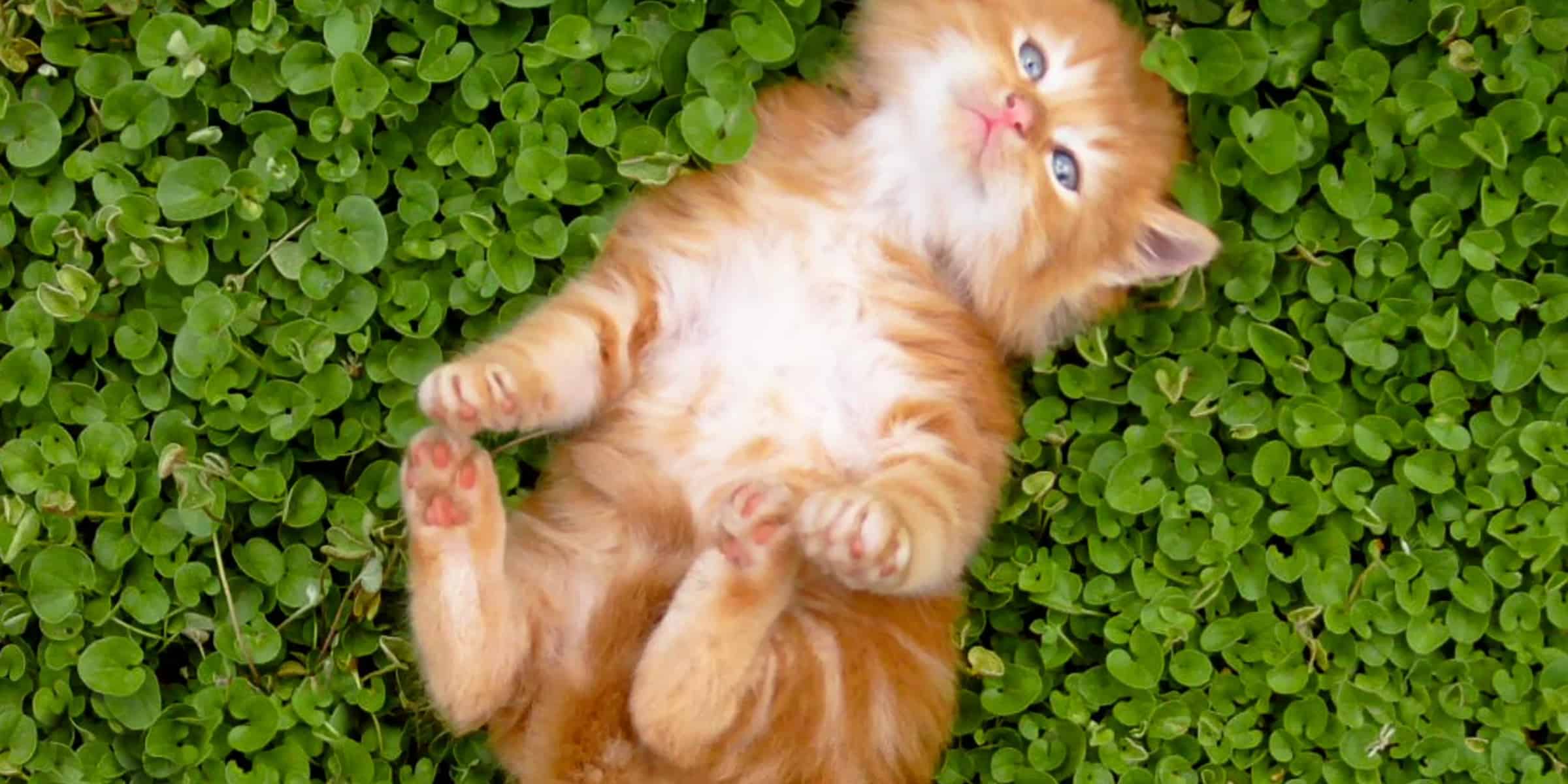 A cat is laying on top of a green leaf.