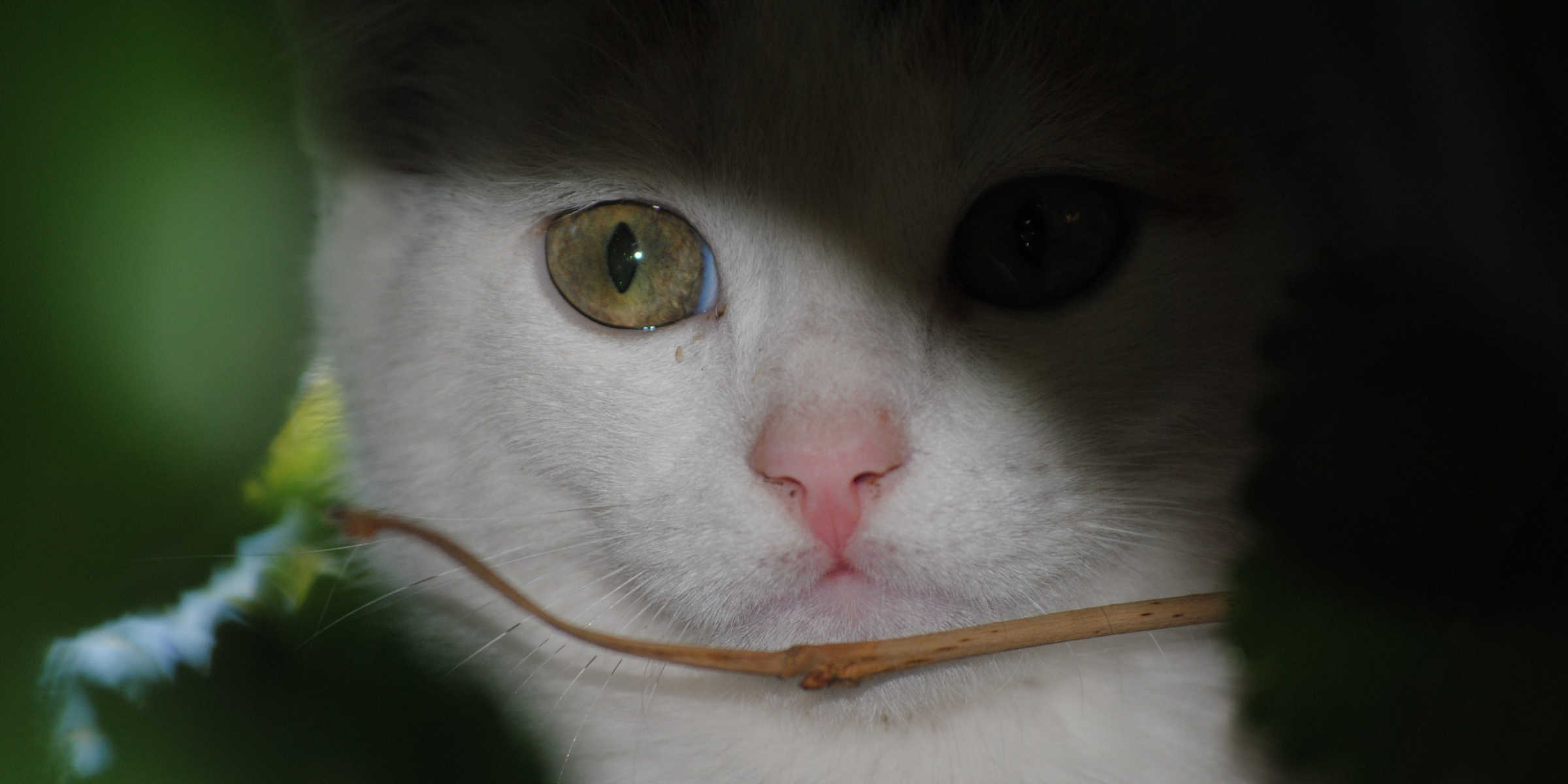 A white and orange cat peeking out of a leaf.