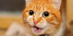 A cat with a big mouth.