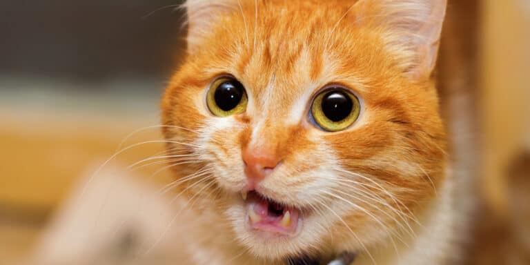 A cat with a big mouth.