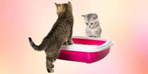 Two cats playing with a pink litter box.