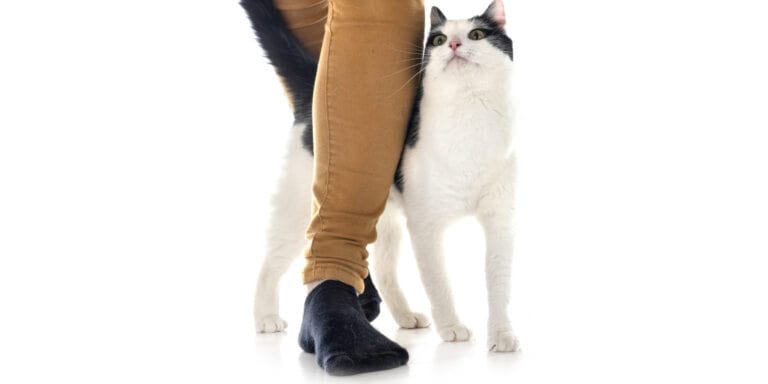 A black and white cat standing on a woman's leg.