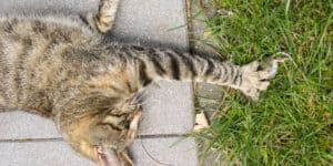 A cat is laying on the ground.