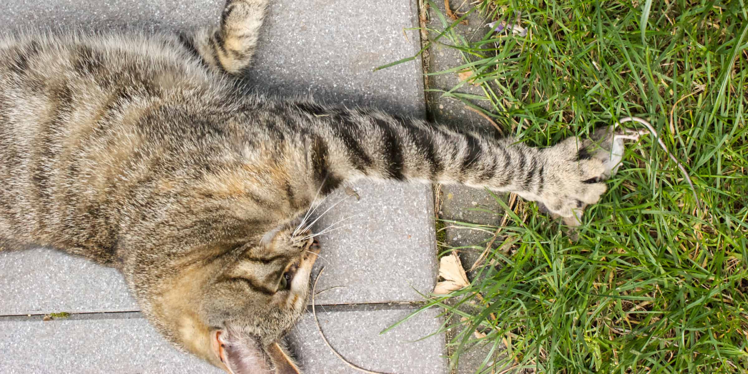 A cat is laying on the ground.