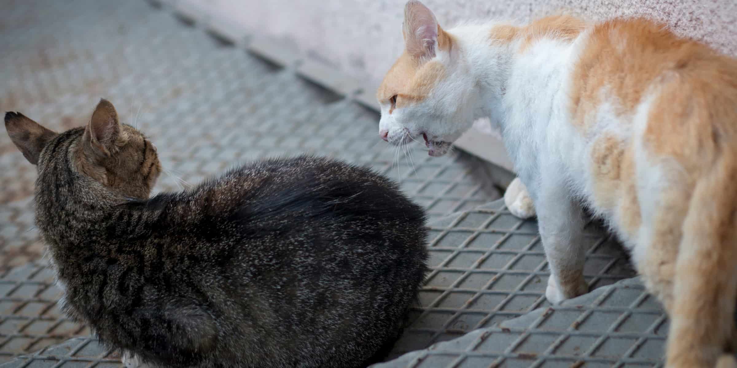 Two cats sitting on a stairway.