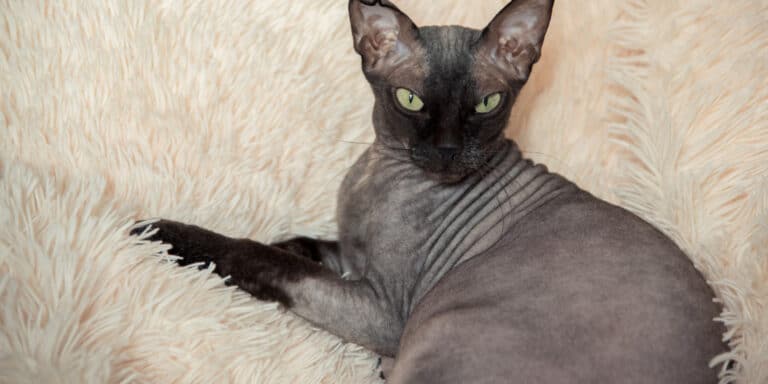 A sphynx cat laying on a white blanket.