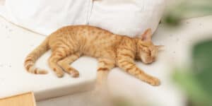 A cat sleeping on a couch.
