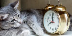 cat, alarm clock