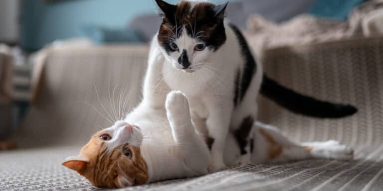 Two cats playing on the floor in a living room.