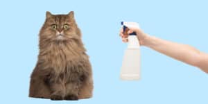A person is spraying a cat with a spray bottle.