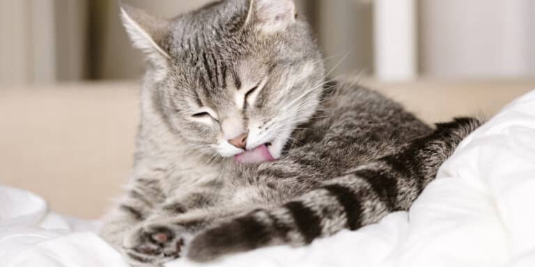 A cat licking its tongue on a bed.