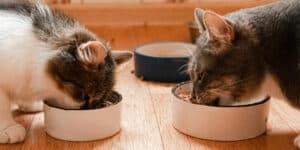 Two cats eating from bowls on a wooden floor.