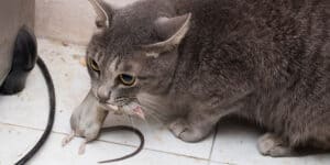 A gray cat with a mouse in its mouth.
