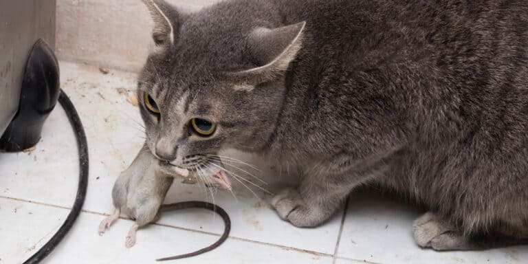 A gray cat with a mouse in its mouth.