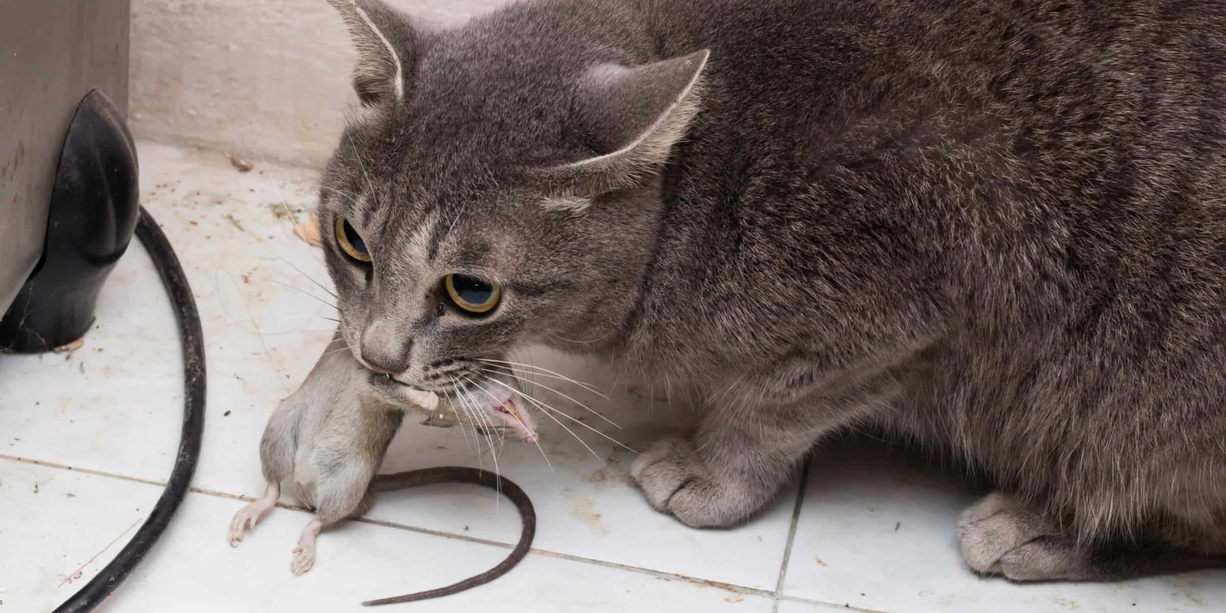 Do Cats Kill Their Prey?