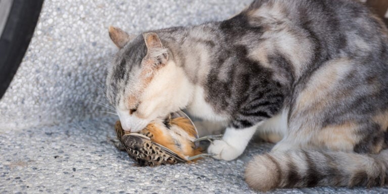A cat is eating a bird on the ground.