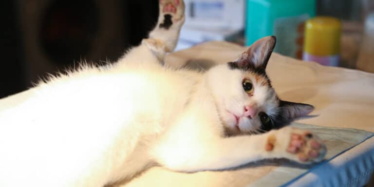 A cat laying on a bed.