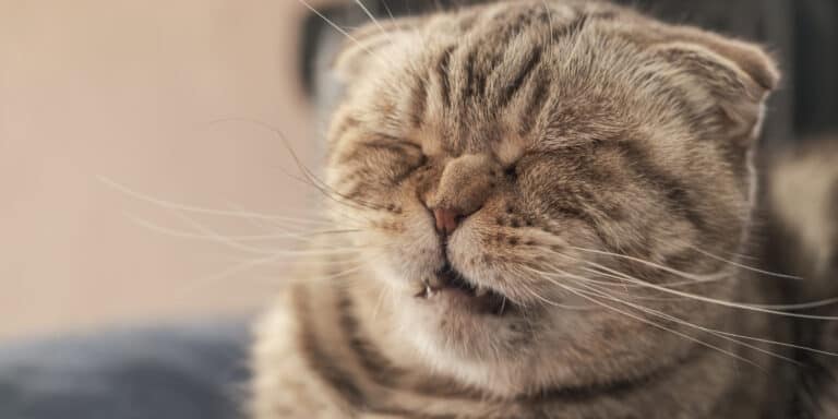 A close up of a cat with its eyes closed.