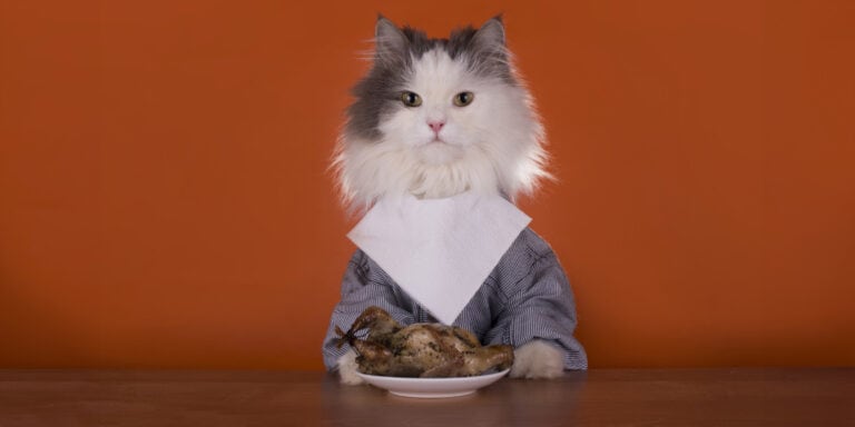 A cat dressed in a suit with a plate of food.