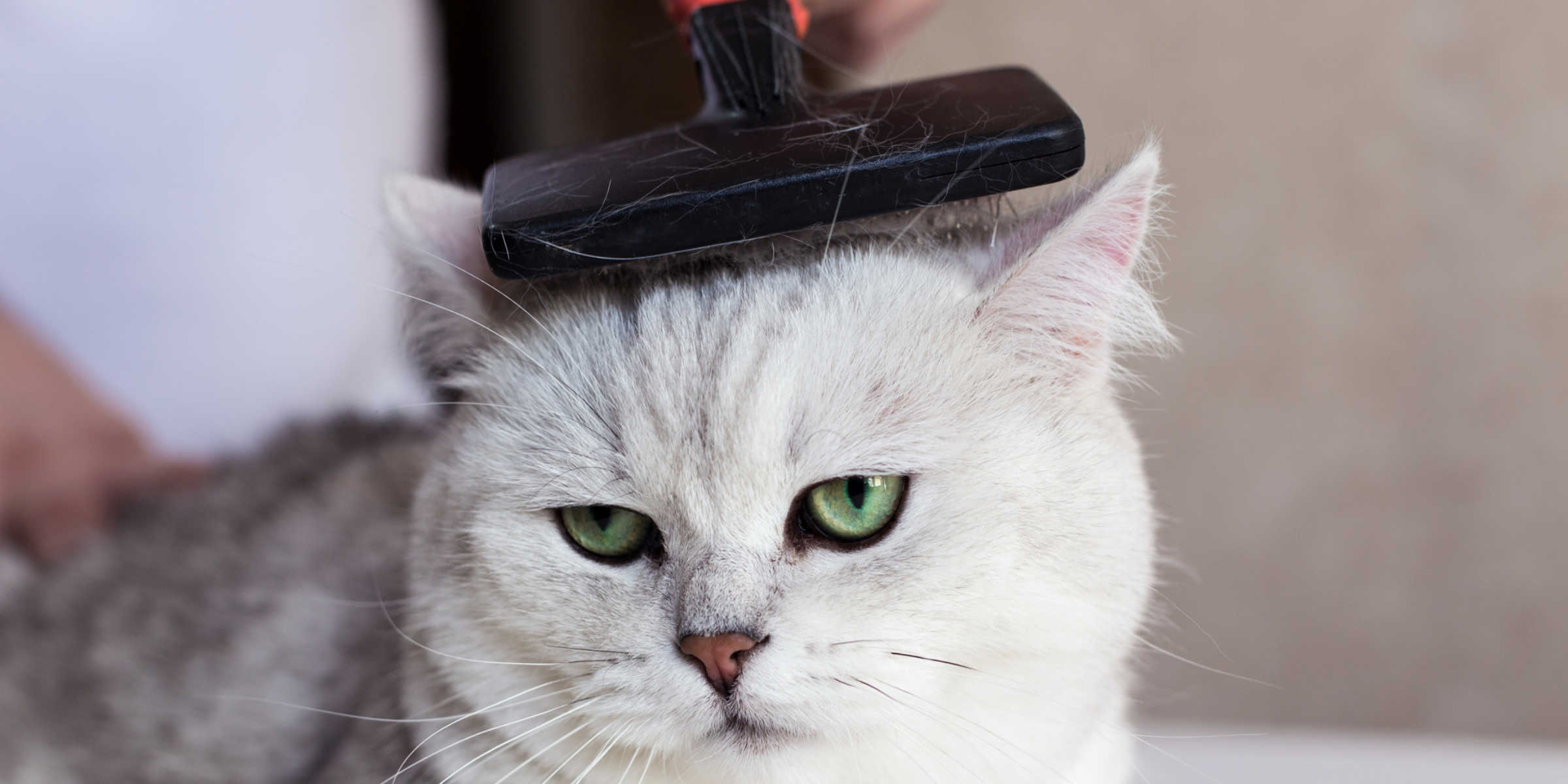A white cat being groomed by a person.