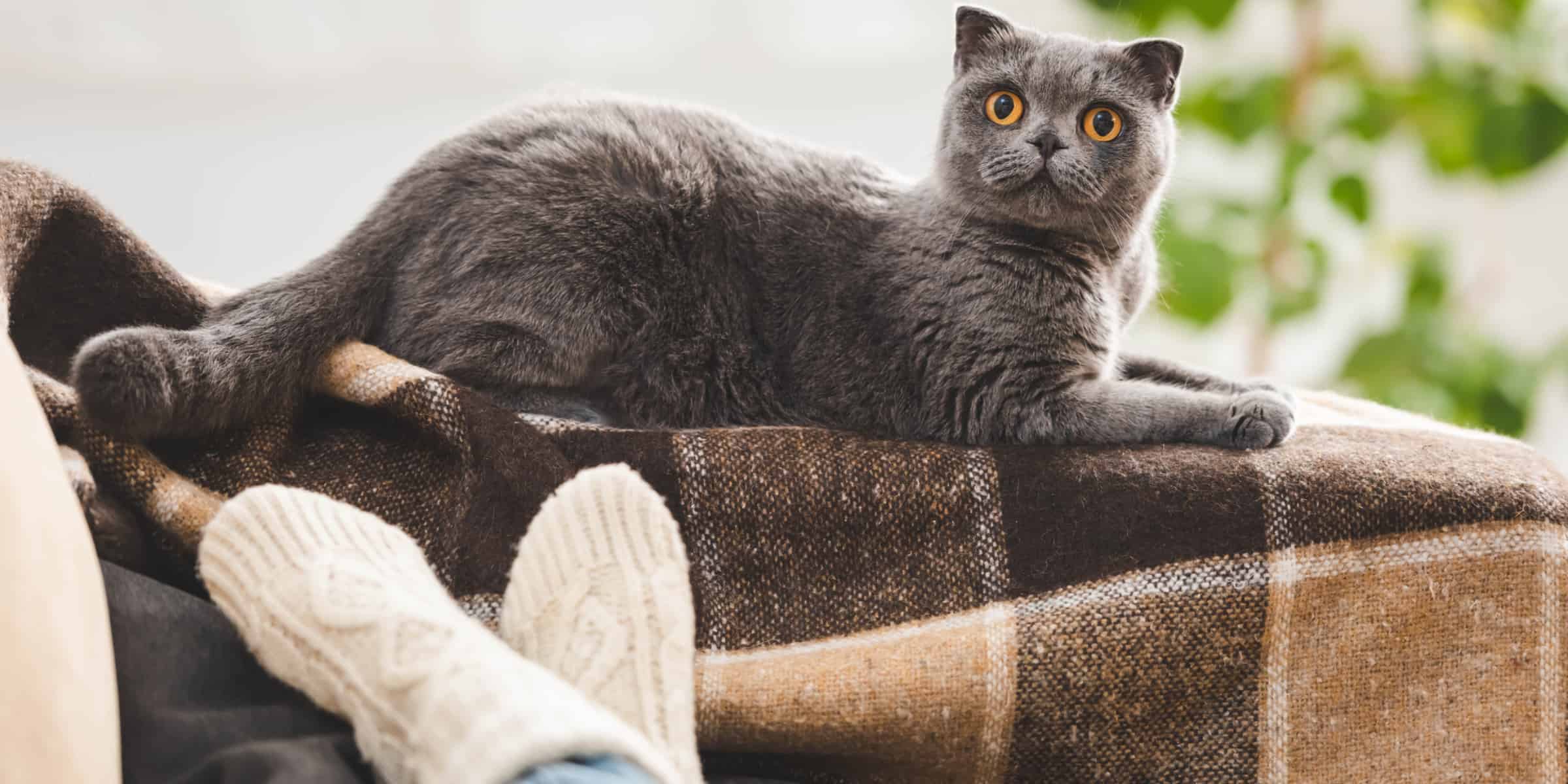A gray cat sitting on a blanket in front of a person.