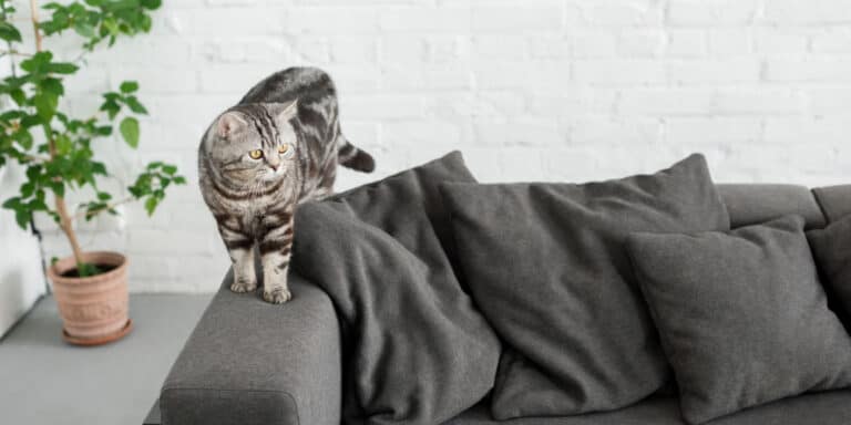 A cat is standing on top of a gray couch.