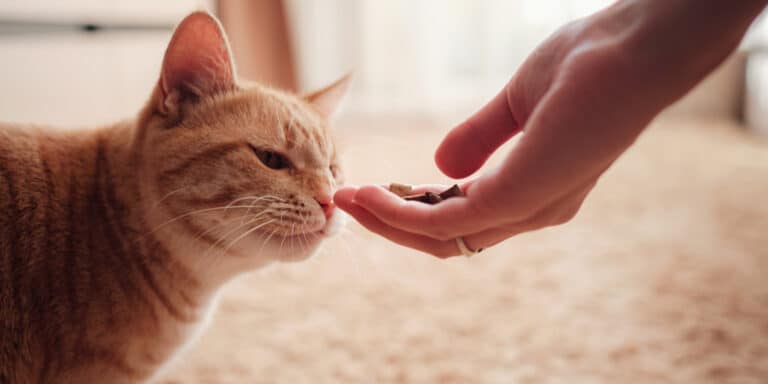 A cat is being fed by a person's hand.
