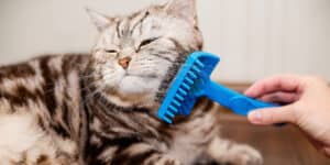 A person brushing a cat with a blue comb.