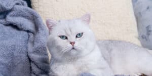 A white cat laying on a blue blanket.