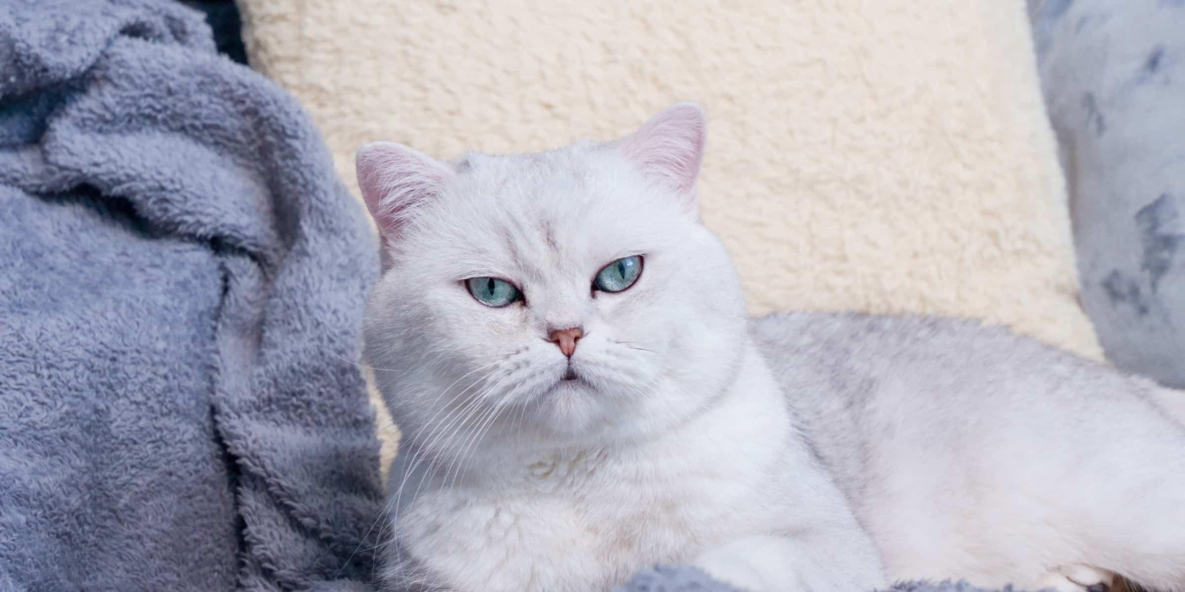 A white cat laying on a blue blanket.