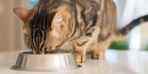 A tabby cat eating from a silver bowl.