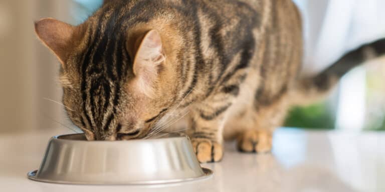 A tabby cat eating from a silver bowl.