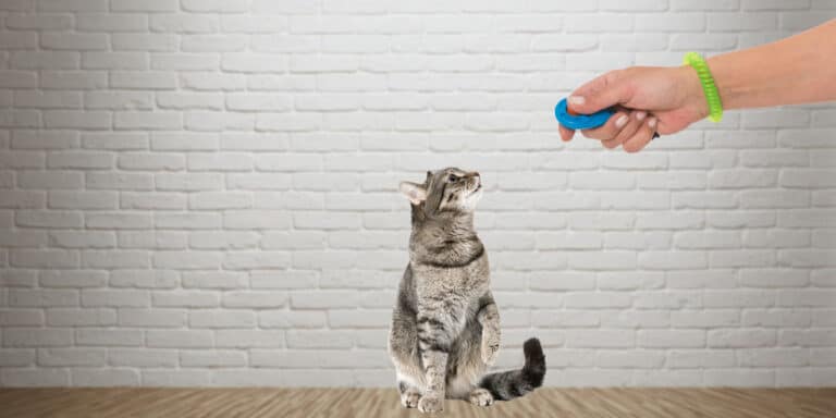 Cat, clicker training