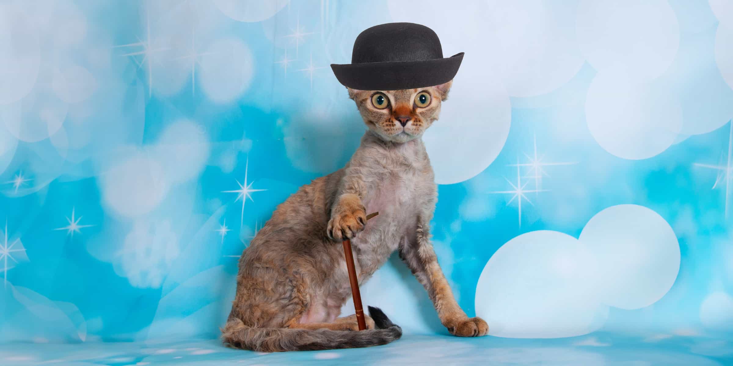 Do Cats Have Social Hierarchy do-cats-have-social-hierarchy