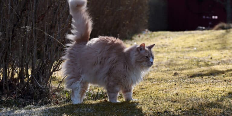 A cat standing in the grass.