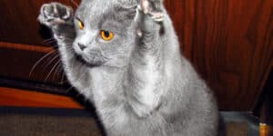 A gray cat with its paws raised in the air.