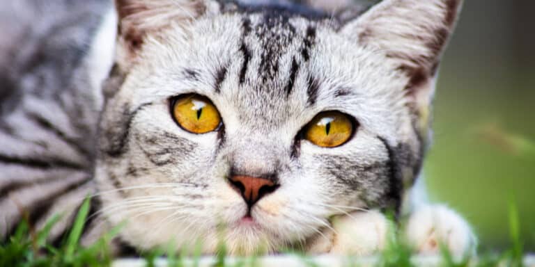 A cat laying on the grass with yellow eyes.