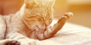 A tabby cat licking its paw while sitting on a couch.
