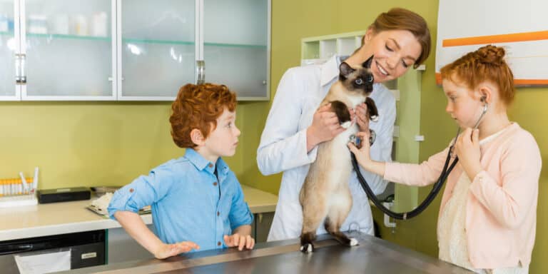 A woman is examining a cat with a stethoscope.