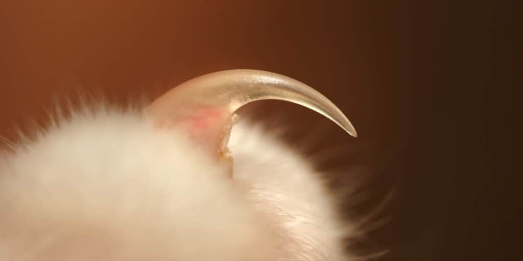A close up of a cat's paw.