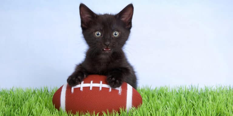 A black kitten is playing with a football on the grass.