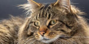 A close up of a long haired cat.