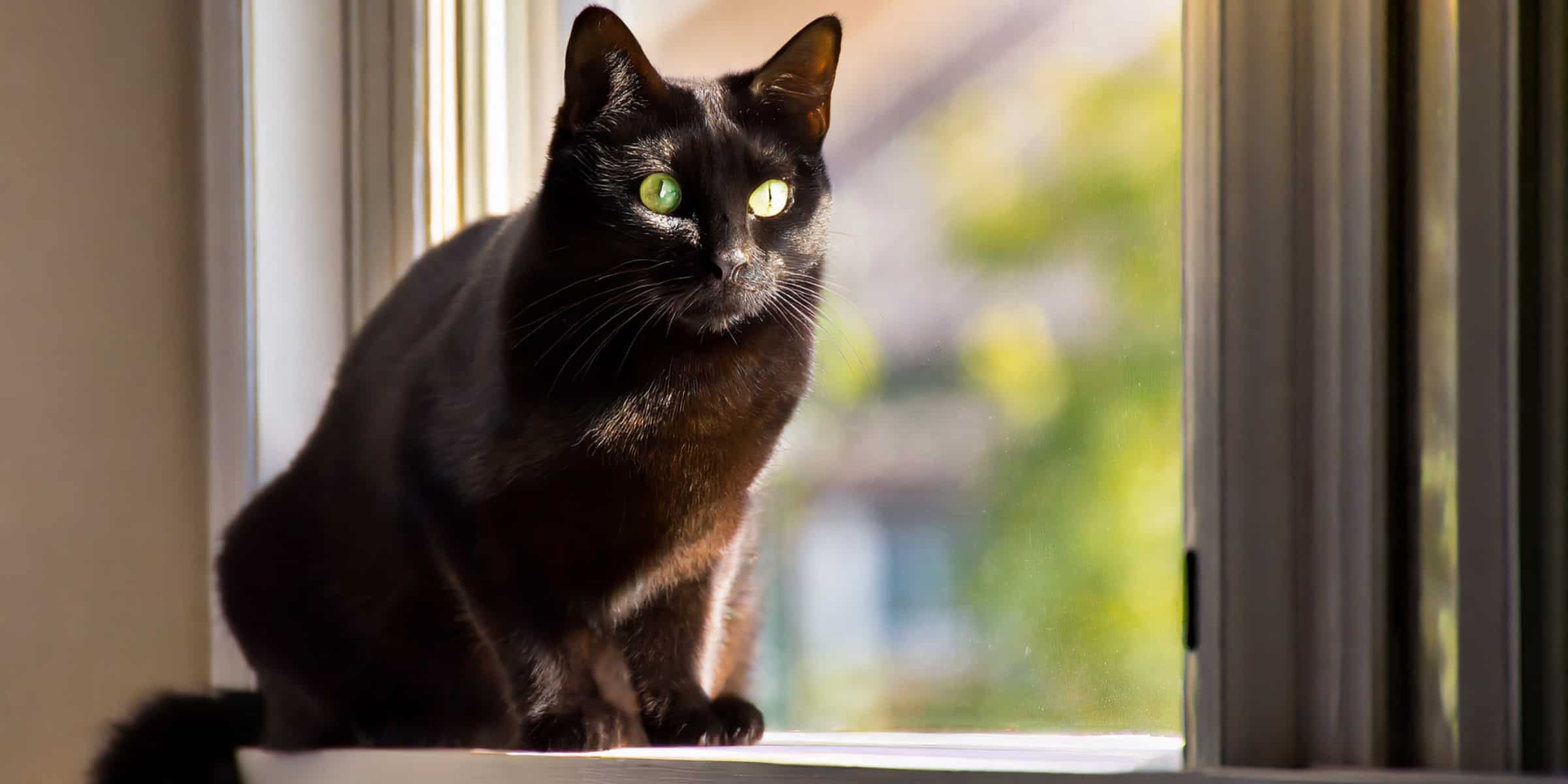 A black cat sitting on a window sill with green eyes.