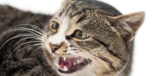 A cat is yelling with its mouth open.