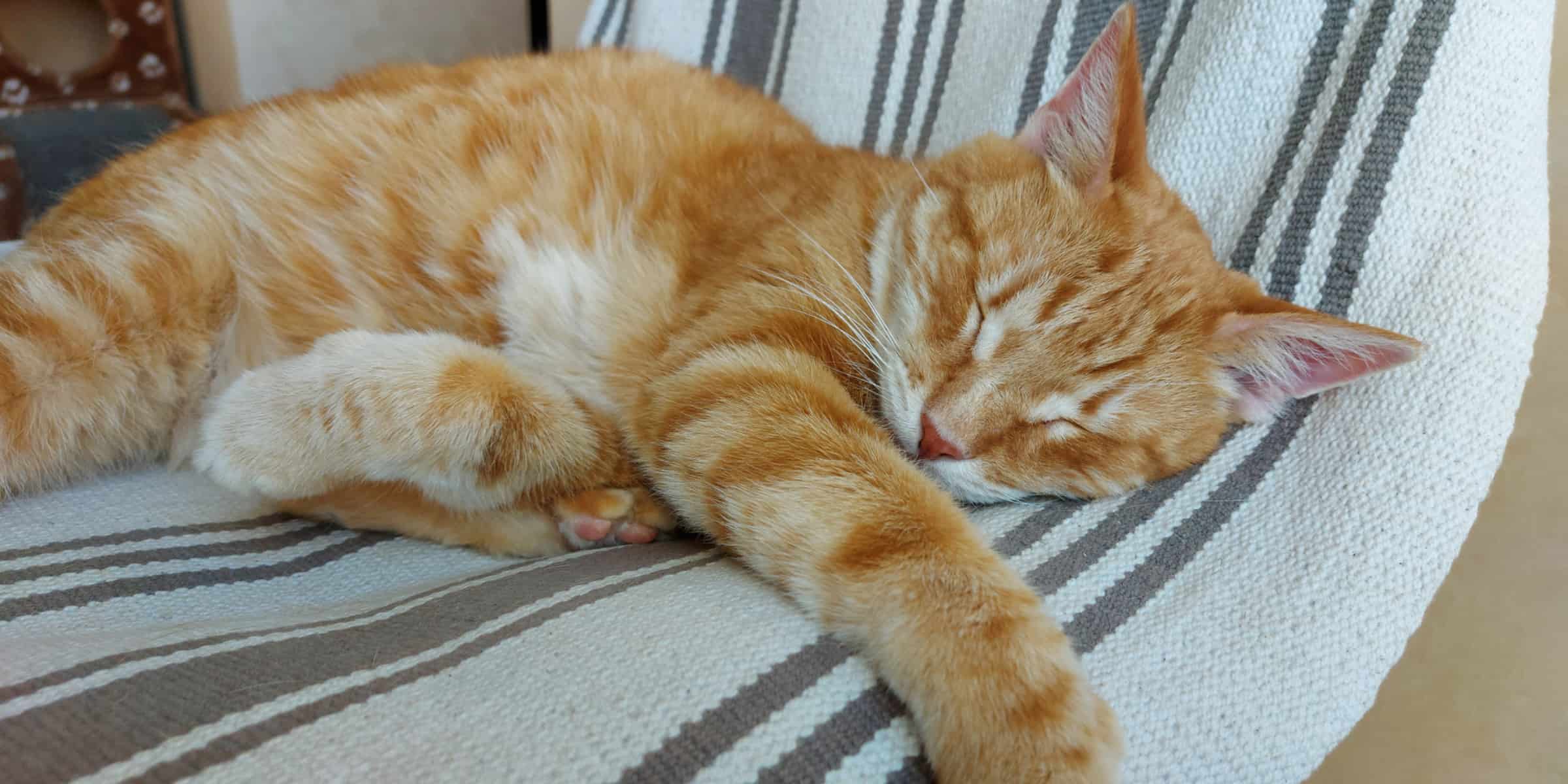 A cat sleeping on a chair.