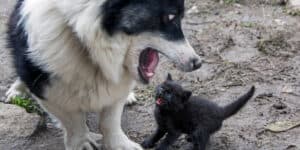 A black and white dog and a black kitten.