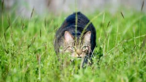 A tabby cat is walking through tall grass.