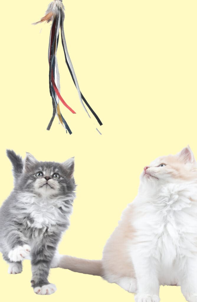 Two kittens are playing with a feather toy.